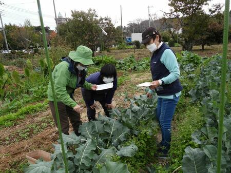 野菜ビンゴ.jpg