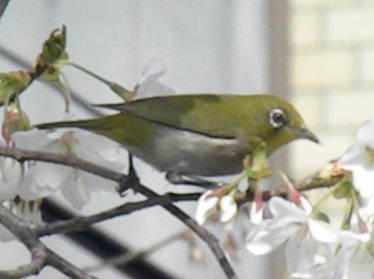 koto20140316_3.jpg