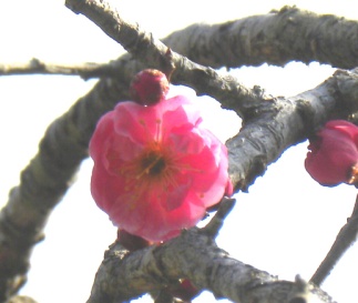 koto20140316_4.jpg