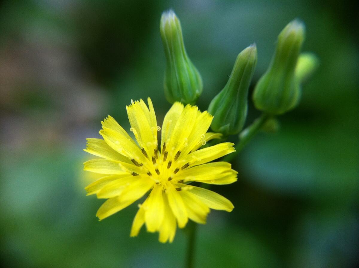 花007.JPG