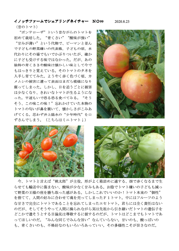 イノッチファームでシェアリングネイチャー No.99〈昔のトマト